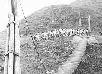 在飛鵝山基維爾營地舉行夏令營時吊橋扎作